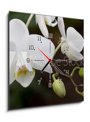 Obraz s hodinami 1D - 50 x 50 cm F_F3245135 - phalaenopsis