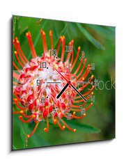 Obraz s hodinami 1D - 50 x 50 cm F_F33831777 - PIncushion protea pink and orange