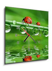 Obraz s hodinami 1D - 50 x 50 cm F_F34659602 - fresh morning dew and ladybird - čerstvou ranní rosou a beruška