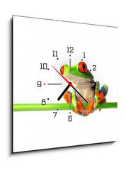 Obraz s hodinami 1D - 50 x 50 cm F_F35152710 - Rotaugenlaubfrosch 84, Agalychnis callidryas