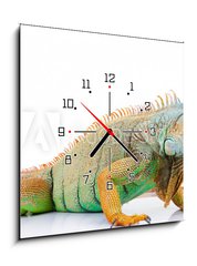 Obraz s hodinami 1D - 50 x 50 cm F_F36604708 - portrait of iguana on isolated white - portrt iguana na izolovan bl