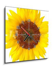 Obraz s hodinami   Die perfekte Sonnenblume auf wei, 50 x 50 cm