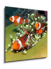 Obraz s hodinami   Three Western Clown Anemonefish in Anemone, Bunaken, Indonesia, 50 x 50 cm