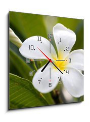 Obraz s hodinami 1D - 50 x 50 cm F_F42353614 - tropical flowers frangipani (plumeria)