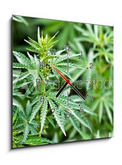 Obraz s hodinami 1D - 50 x 50 cm F_F44012668 - marijuana