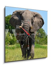 Obraz s hodinami 1D - 50 x 50 cm F_F51310158 - elephant at attack