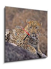 Obraz s hodinami 1D - 50 x 50 cm F_F5242992 - Africa-Leopard