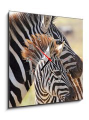 Obraz s hodinami 1D - 50 x 50 cm F_F54195512 - Baby zebra with mother