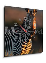 Obraz s hodinami   Cape Mountain Zebra portrait, 50 x 50 cm