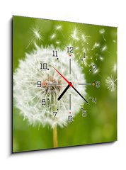 Obraz s hodinami   dandelion with flying seeds, 50 x 50 cm