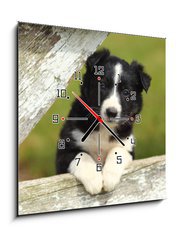 Obraz s hodinami 1D - 50 x 50 cm F_F63537900 - Border Collie Puppy With Paws on White Rustic Fence 2