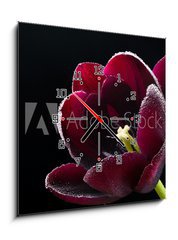 Obraz s hodinami 1D - 50 x 50 cm F_F64511912 - Wet purple-black tulip.