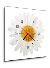 Obraz s hodinami 1D - 50 x 50 cm F_F65929799 - White daisy