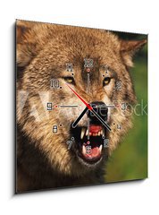 Obraz s hodinami 1D - 50 x 50 cm F_F69348071 - Snarling Wolf