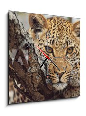 Obraz s hodinami 1D - 50 x 50 cm F_F743250 - big cat