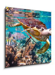 Obraz s hodinami 1D - 50 x 50 cm F_F77146644 - Hawksbill Turtle - Eretmochelys imbricata