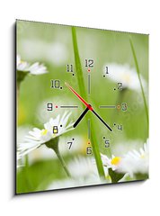 Obraz s hodinami 1D - 50 x 50 cm F_F81771546 - Chamomile in grass - Heřmánek v trávě