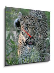 Obraz s hodinami 1D - 50 x 50 cm F_F8415986 - leopard