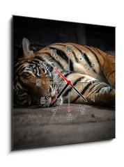 Obraz s hodinami 1D - 50 x 50 cm F_F86701191 - bengal tiger sleeping