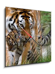 Obraz s hodinami 1D - 50 x 50 cm F_F8785613 - Siberian tiger with a baby between her teeth