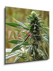 Obraz s hodinami 1D - 50 x 50 cm F_F9135010 - cannabis - konopí