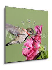 Obraz s hodinami 1D - 50 x 50 cm F_F9628124 - Juvenile Ruby-throated Hummingbird (archilochus colubris)