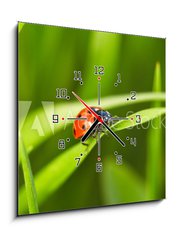 Obraz s hodinami 1D - 50 x 50 cm F_F97352641 - Ladybug - Slunko sedmiten