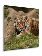 Obraz s hodinami 1D - 50 x 50 cm F_F9779753 - Tiger