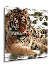 Obraz s hodinami 1D - 50 x 50 cm F_F9779965 - Tiger