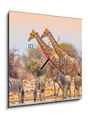 Obraz s hodinami 1D - 50 x 50 cm F_F99320619 - Giraffes and zebras at waterhole - Žirafy a zebry u napajedla