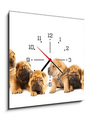 Obraz s hodinami 1D - 50 x 50 cm F_F9958473 - Group of beautiful sharpei puppies isolated on white background