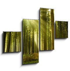 Obraz tydln 4D - 120 x 90 cm F_IB10017097 - Pine forest with the last of the sun shining through the trees. - Borov les s poslednm sluncem, kter z stromy.