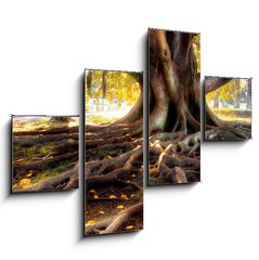 Obraz 4D tydln - 120 x 90 cm F_IB10128552 - Centenarian tree with large trunk and big roots above the ground