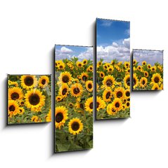 Obraz tydln 4D - 120 x 90 cm F_IB10725175 - Sunflower Farmland With Blue Cloudy Sky - Slunenice zemdlsk pdy s modrou oblano nebe