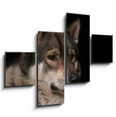 Obraz   Wolf / Portrait of wolf on black background., 120 x 90 cm