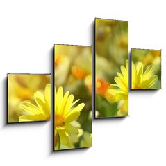 Obraz tydln 4D - 120 x 90 cm F_IB12348665 - Closeup of yellow daisies with warm rays - Prohl lut sedmikrsky s teplmi paprsky
