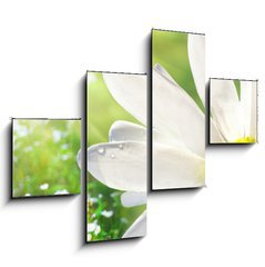 Obraz 4D tydln - 120 x 90 cm F_IB12750735 - Wild daisy