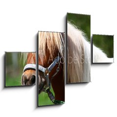 Obraz tydln 4D - 120 x 90 cm F_IB13919902 - Shetland-Pony