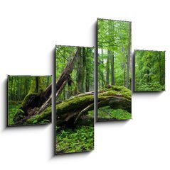 Obraz tydln 4D - 120 x 90 cm F_IB14452875 - Deciduous stand of Bialowieza Forest