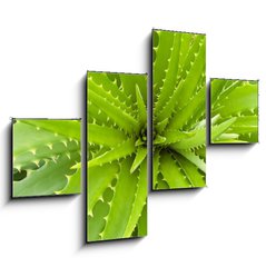 Obraz tydln 4D - 120 x 90 cm F_IB14463582 - Aloe vera
