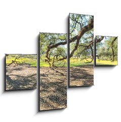 Obraz 4D tydln - 120 x 90 cm F_IB147965977 - Panoramic view of Oak Alley Plantation, Louisiana