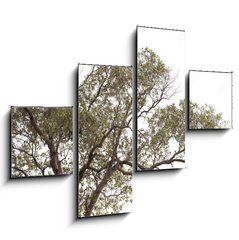 Obraz 4D tydln - 120 x 90 cm F_IB149190909 - tree isolated on white background.