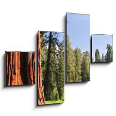 Obraz tydln 4D - 120 x 90 cm F_IB15203016 - Sequoia National forest, CA - Sequoia nrodn les, CA