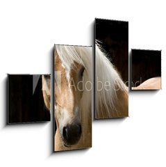 Obraz tydln 4D - 120 x 90 cm F_IB15900337 - Haflinger Portrait