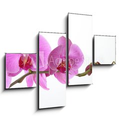 Obraz tydln 4D - 120 x 90 cm F_IB15946659 - Orchid Phalaenopsis