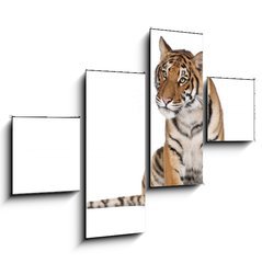 Obraz 4D tydln - 120 x 90 cm F_IB16916235 - Portrait of Bengal Tiger, sitting in front of white background