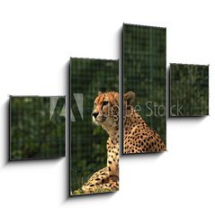 Obraz 4D tydln - 120 x 90 cm F_IB170169632 - Cheetah/This is wild african cheetah in ZOO.