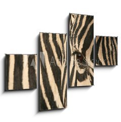 Obraz   Zebra, 120 x 90 cm