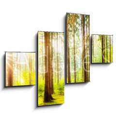 Obraz 4D tydln - 120 x 90 cm F_IB178083347 - Beautiful forest panorama with big trees and bright sun - Krsn lesn panorama s velkmi stromy a jasn slunce
