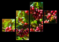 Obraz 4D tydln - 120 x 90 cm F_IB191206750 - 100% Organic Arabica Coffee Beans On Tree In CHIANG RAI, North of Thailand.